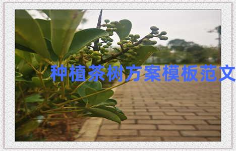 种植茶树方案模板范文